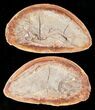 Pteronisculus Fossil Fish From Madagascar - Triassic #16732-1